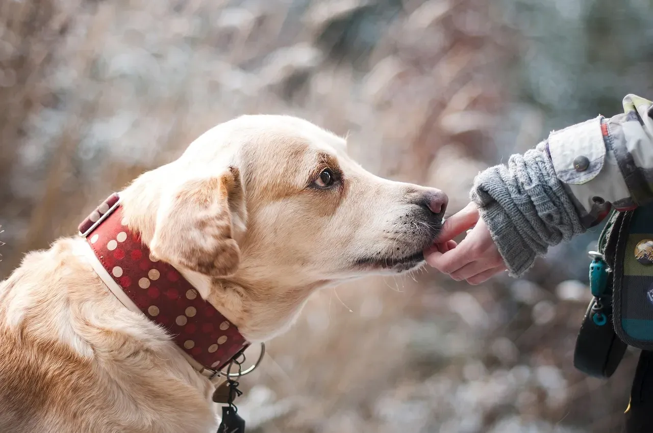 #7 - They Teach Gentle Hands Faster Than Any Lecture (Image Credits: Pixabay)