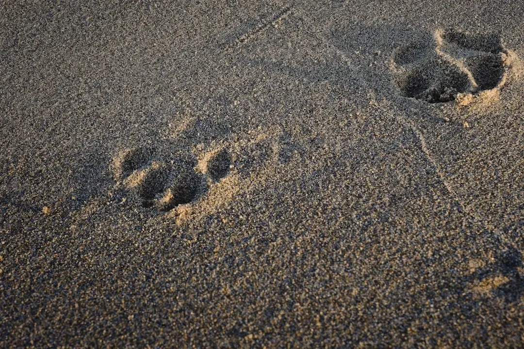 Opinionated Conclusion: What Dogs’ Footstep Superpower Really Means (Image Credits: Unsplash)