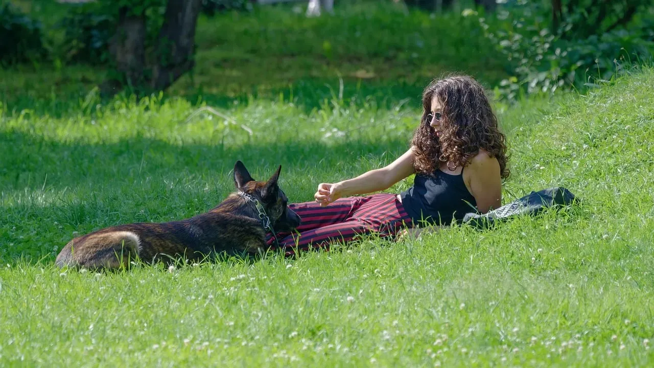 #3: The Dog's "Default Setting" When Nothing Is Happening (Image Credits: Pixabay)