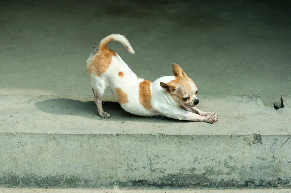 The “Greeting Stretch”: More Than Just a Morning Yawn (By jcdcv, CC BY-SA 2.0)