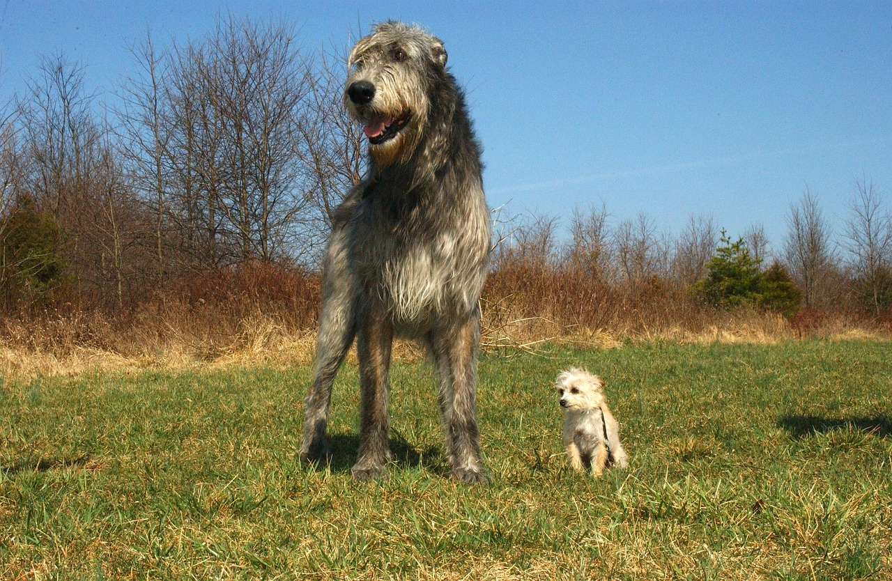 Irish Wolfhound - The Dignified Tower of Calm (Image Credits: Pixabay)