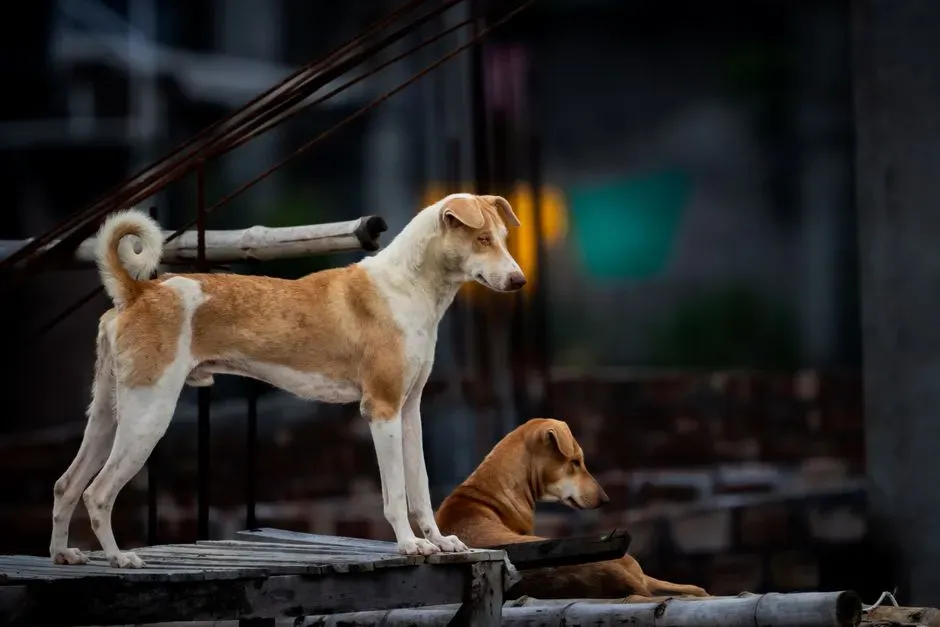 #11: They Mirror Your Movements and Posture (Image Credits: Pexels)