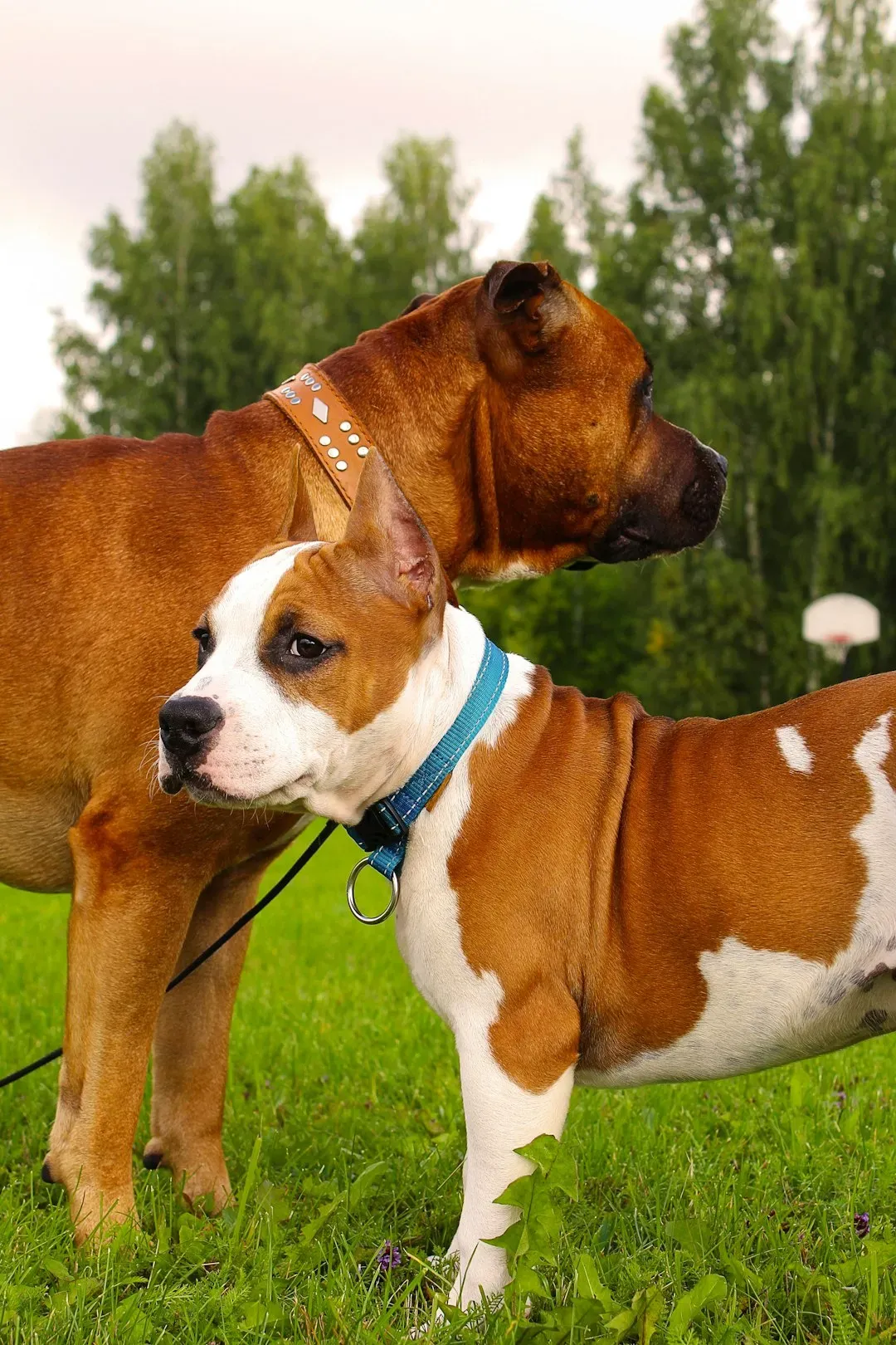 6. American Staffordshire Terrier (Image Credits: Unsplash)