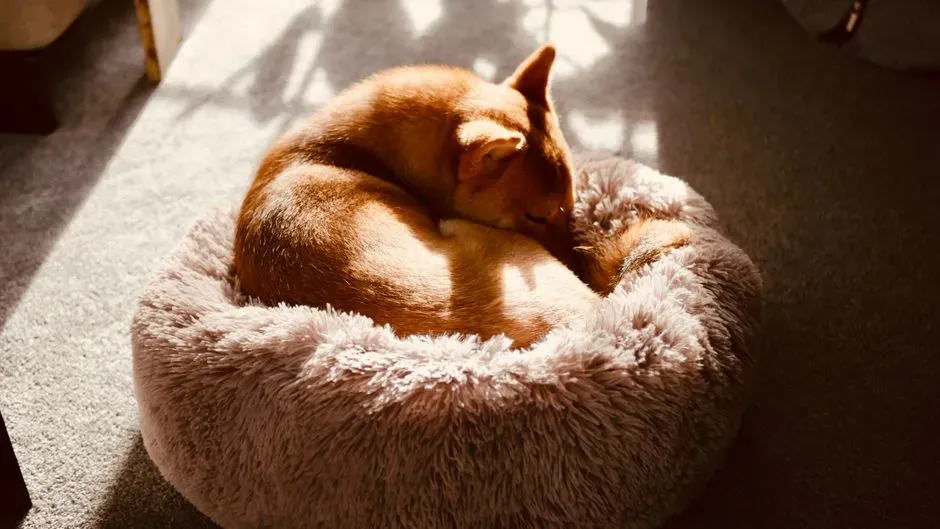 #1: The Curled-Up Donut - "I'm Not Fully Safe Yet" (Image Credits: Pexels)