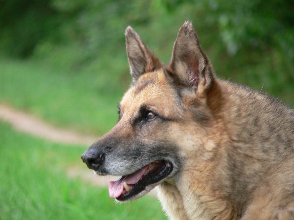 14. The German Shepherd: The Devoted Guardian (Image Credits: Flickr)