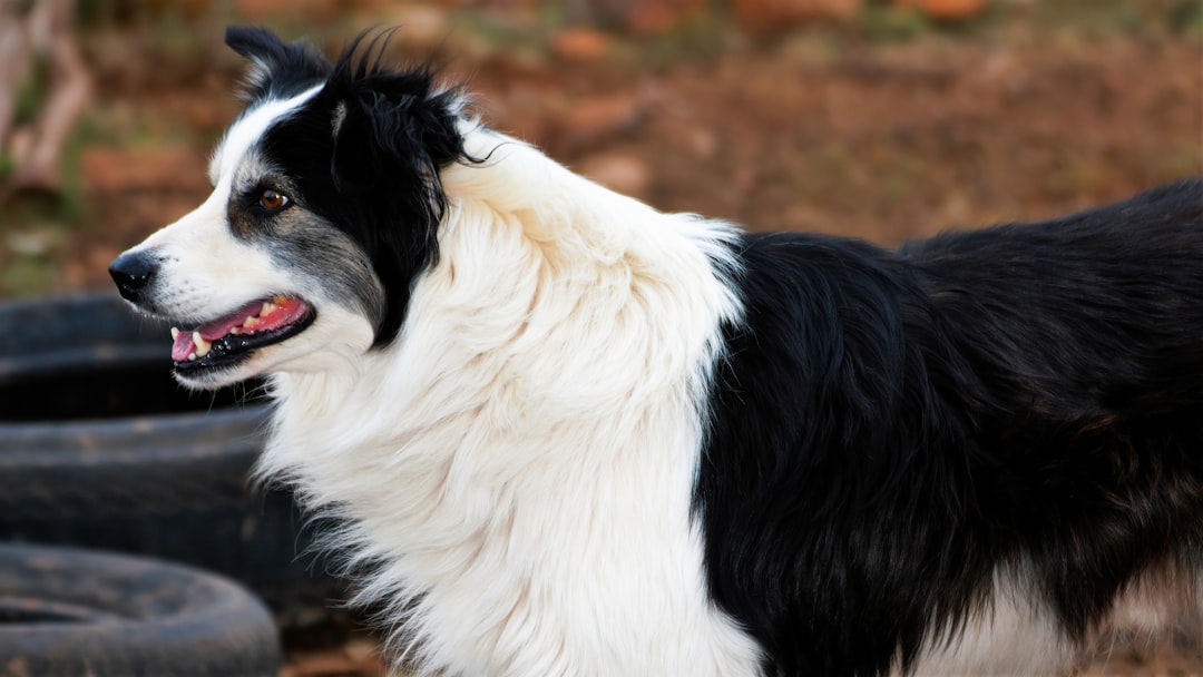 Border Collie: The Hyperaware Genius (Image Credits: Unsplash)