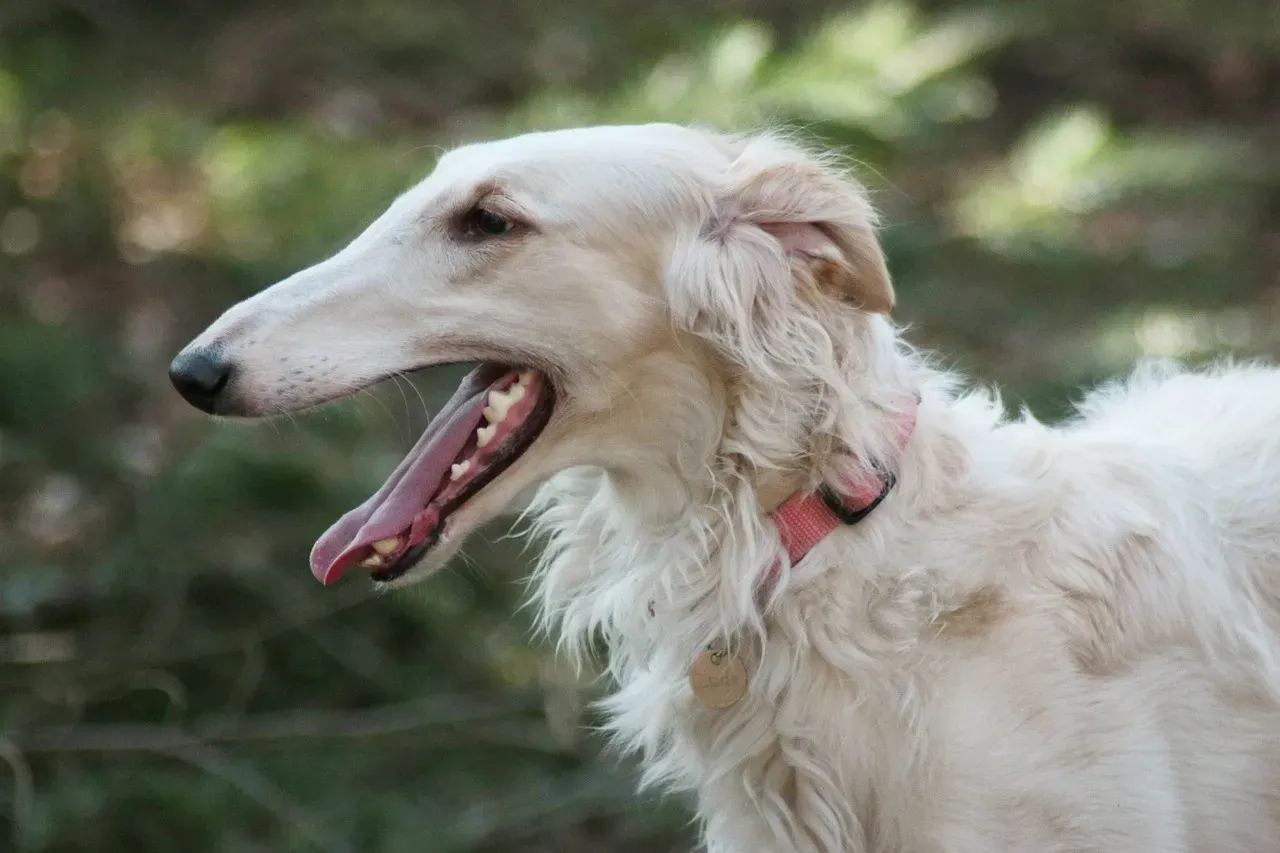 8. Borzoi: The Elegant Quiet Giant You've Overlooked (Image Credits: Pixabay)