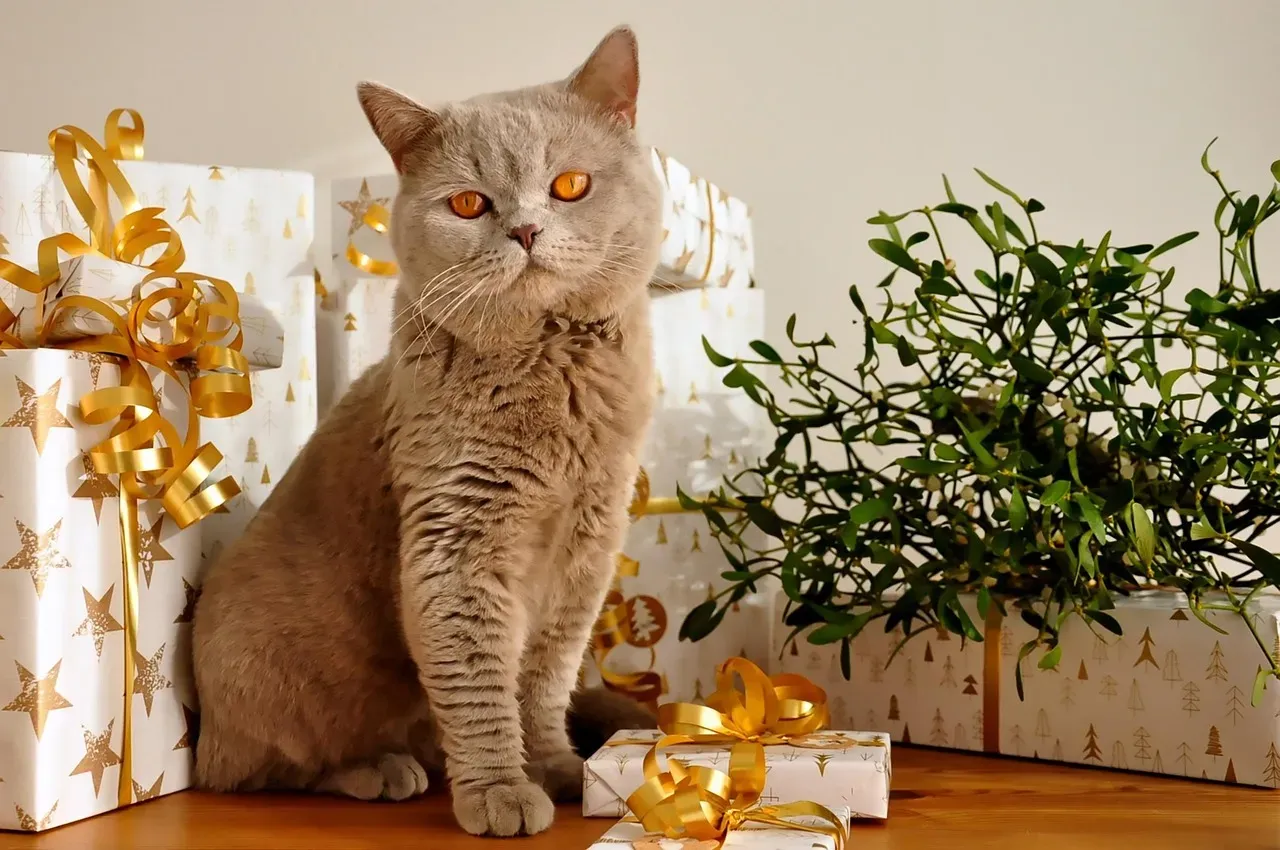 Bringing You Gifts (Image Credits: Pixabay)