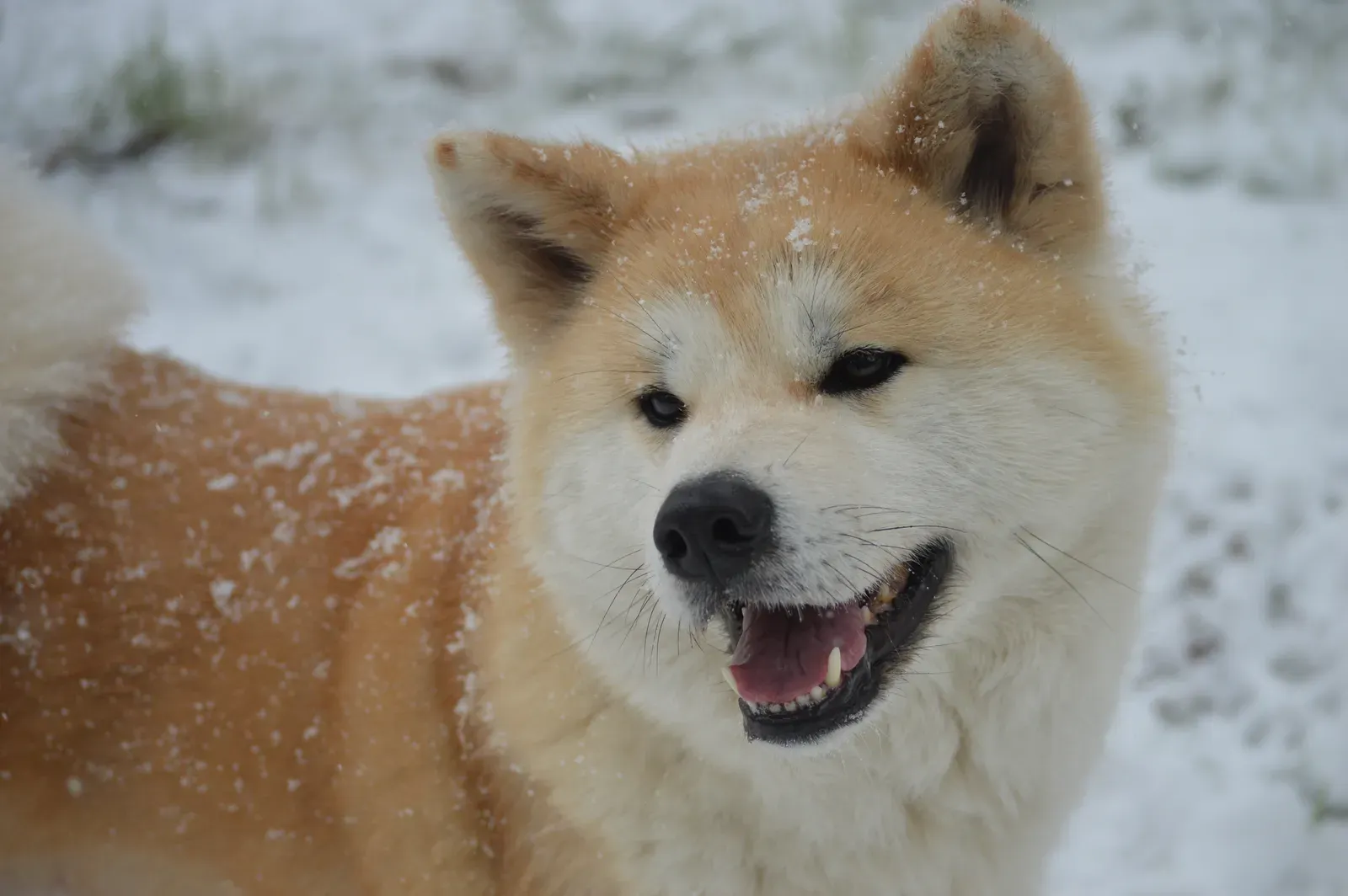 Akita: The Snow Country Dog (Image Credits: Wikimedia)