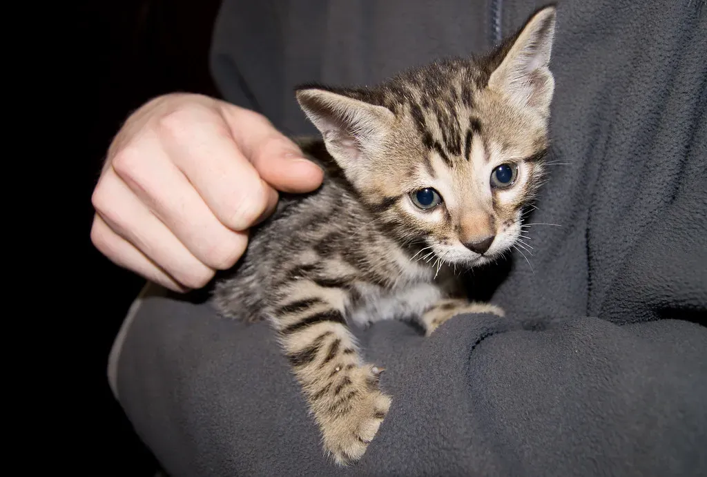 #9. Sagittarius (November 22 – December 21): The Savannah Cat and the Fear of Confinement (will.wade, Flickr, CC BY-SA 2.0)