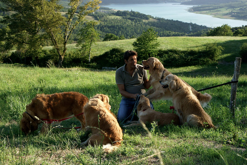 The Golden Retriever - Love at First Sight (Image Credits: Flickr)