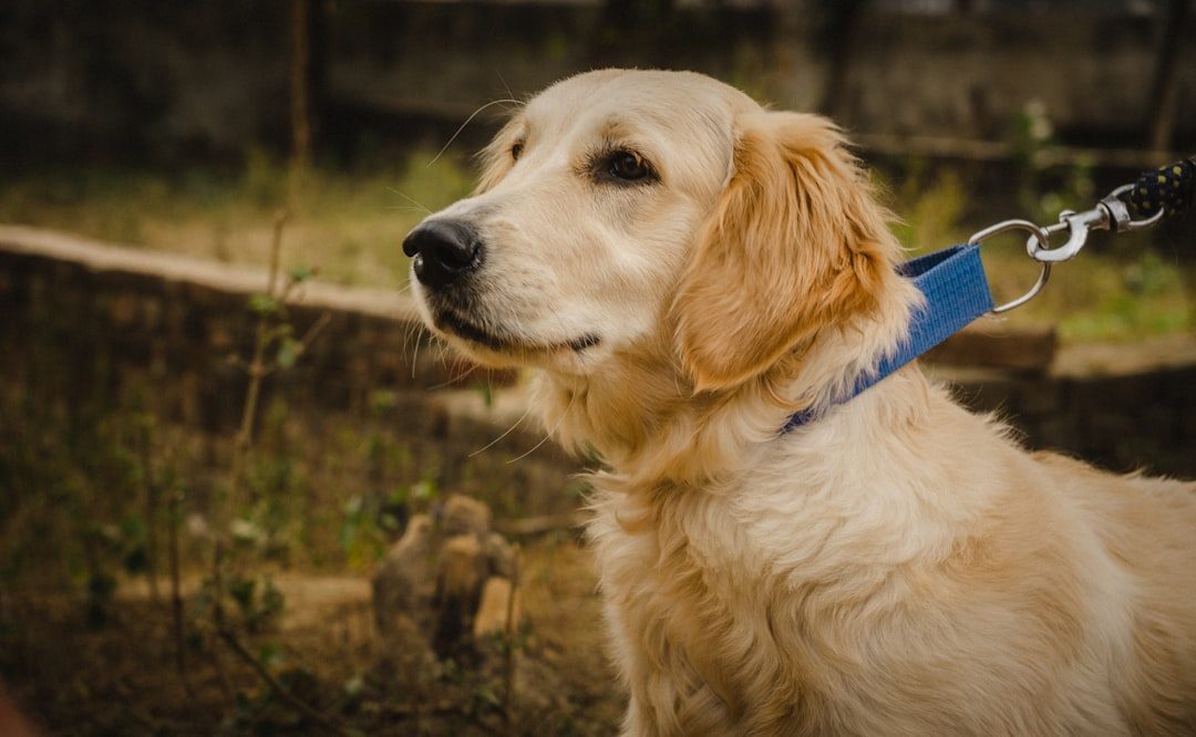 Golden Retriever (Image Credits: Unsplash)