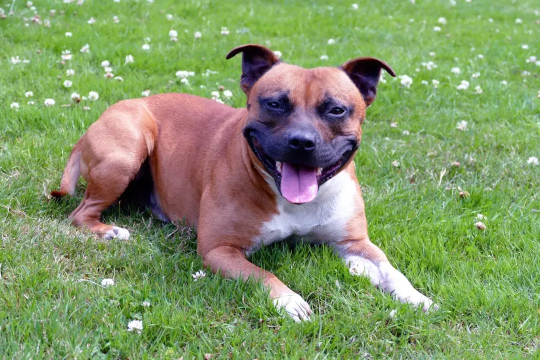12. Staffordshire Bull Terrier: Compact, Strong, and Surprisingly Gentle (Image Credits: Unsplash)