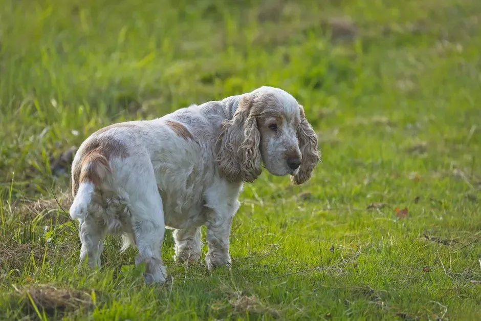 Clumber Spaniel: The Under-the-Radar Gentle Giant (Image Credits: Pexels)