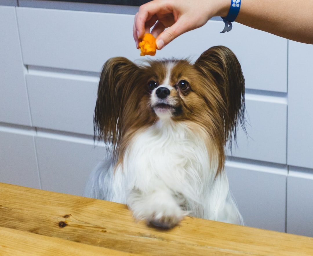 Papillon: Small Dog, Big Brain (Image Credits: Unsplash)
