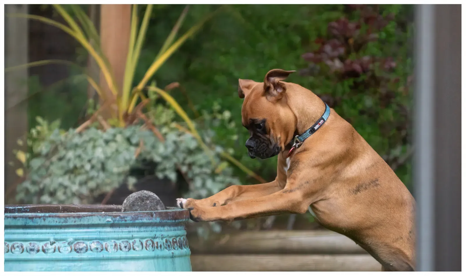 Boxer: The Clown That Never Retires (Penny discovers dirt, CC BY-SA 2.0)