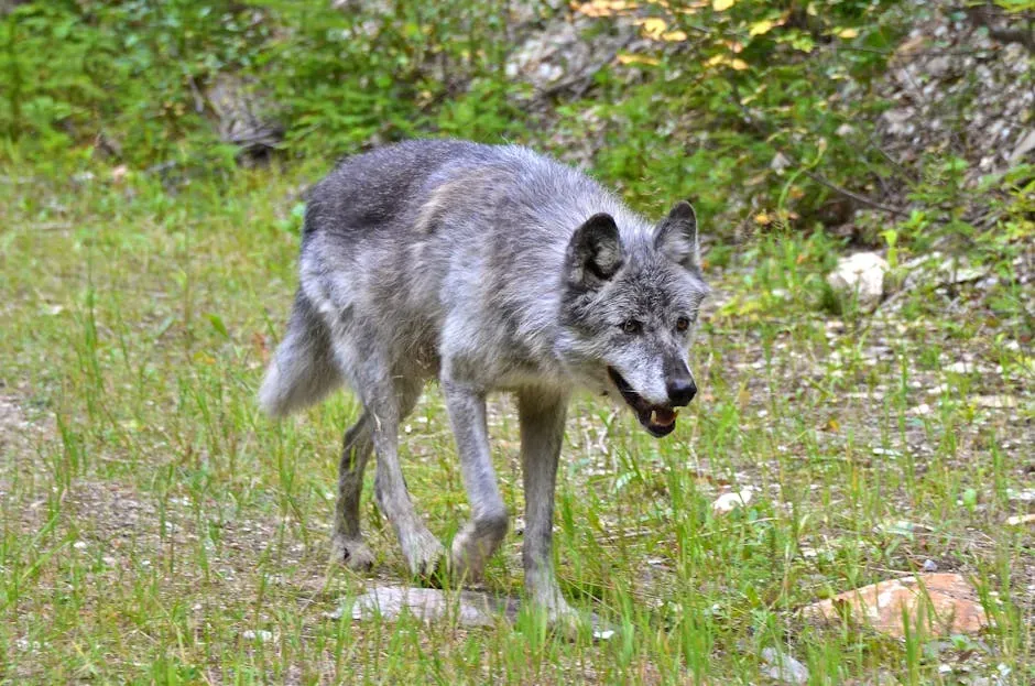 Fact 2: Wolves Were Gone from Colorado for Almost a Century (Image Credits: Pexels)