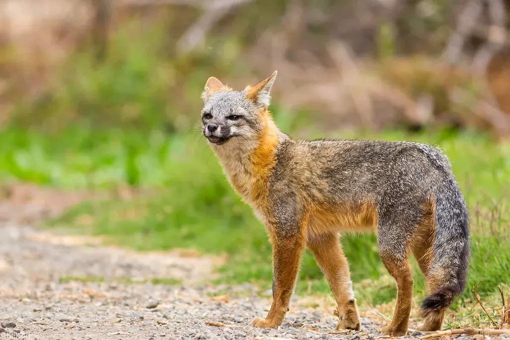 #5. South Carolina: Where Gray Foxes Rule (Casey Helton Photography, Flickr, CC BY 2.0)