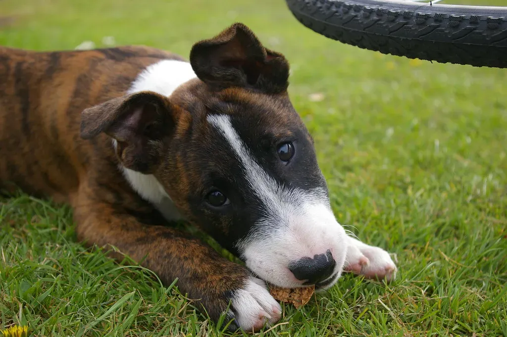 Natural Exploration and Curiosity (Image Credits: Flickr)