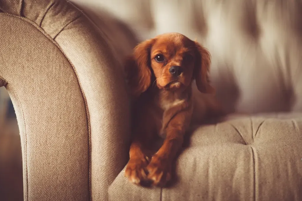 Cocker Spaniel (Image Credits: Rawpixel)