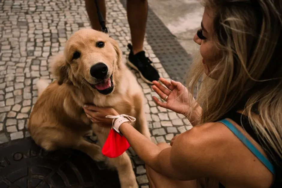 Golden Retriever (Image Credits: Pexels)