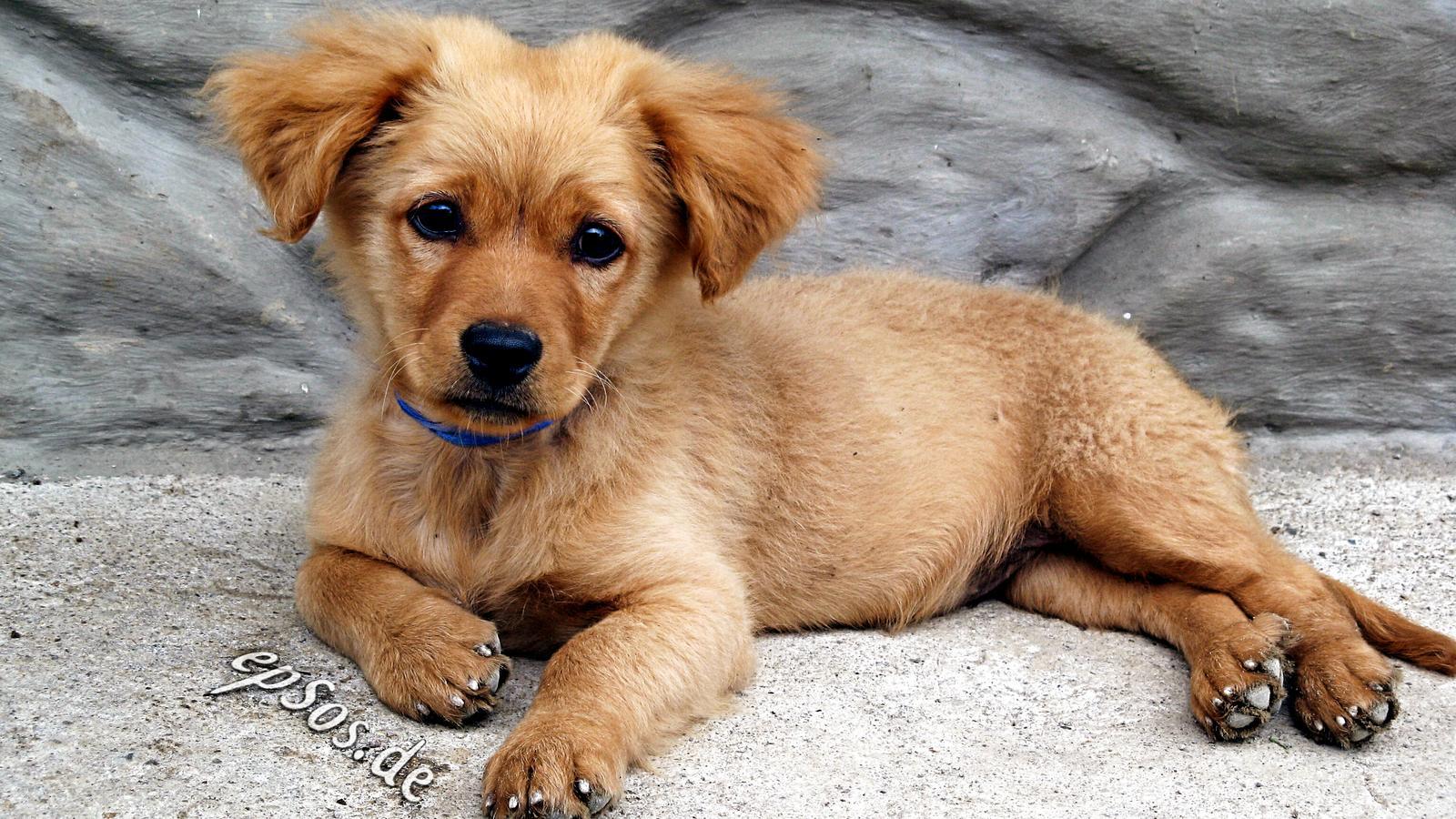 They Stare at You Intensely (Image Credits: Wikimedia)