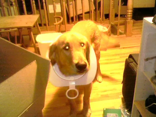 Create a Predictable Daily Schedule (Image Credits: Flickr)