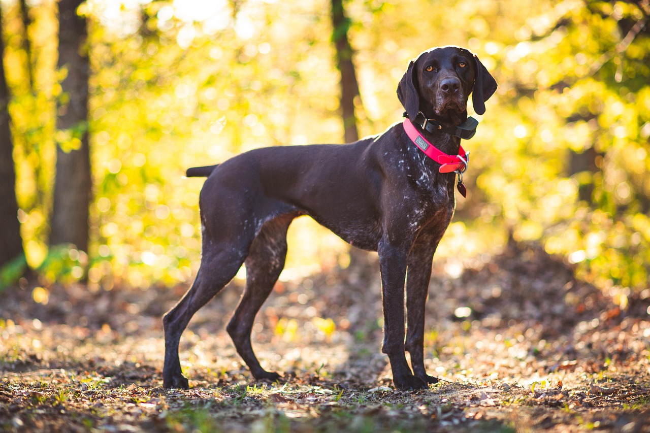 Capricorn: German Shorthaired Pointer - The Ambitious Achiever (Image Credits: Pixabay)