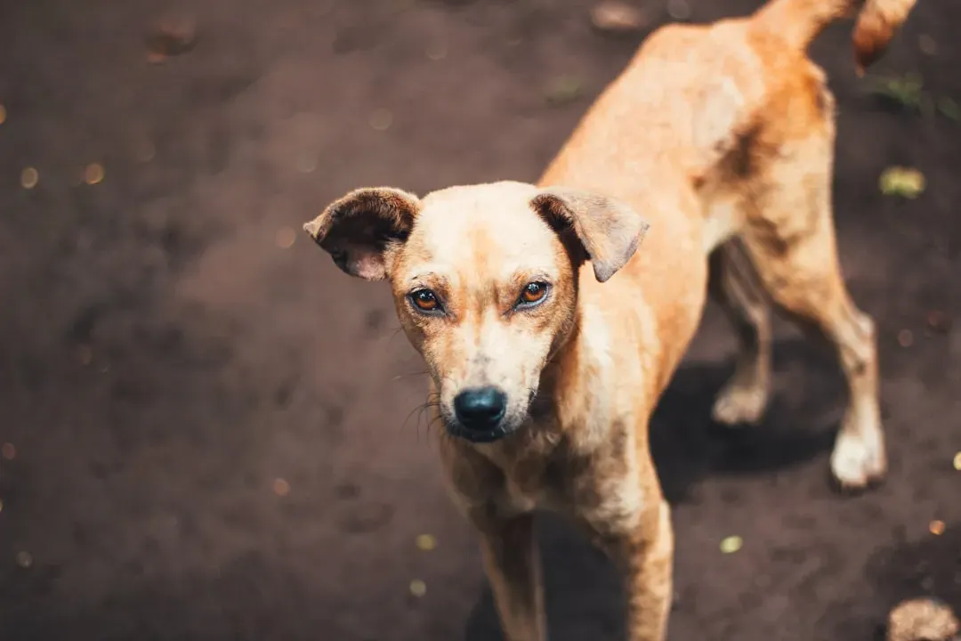 8. Avoiding Other Dogs or People Instead of “Being Friendly” (Image Credits: Unsplash)