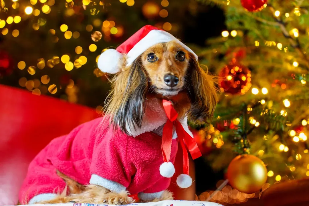 4. Dachshund: Low to the Ground, High Risk (Image Credits: Unsplash)