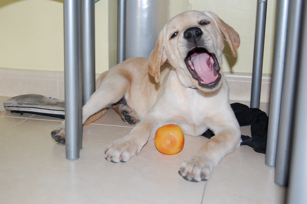 Pisces (February 19 - March 20): Labrador Retriever (Image Credits: Flickr)