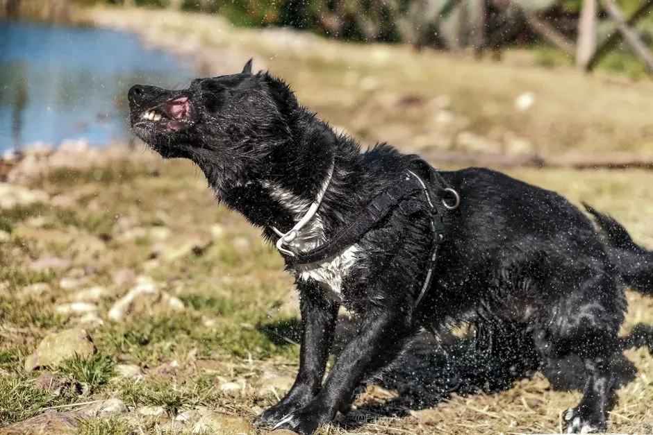 What the Dry Shake Tells You About Your Dog’s Emotional State (Image Credits: Pexels)