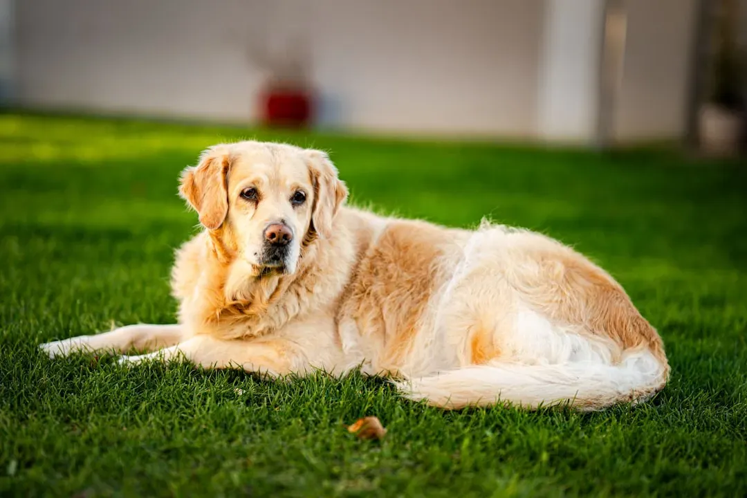 Sign 11: Their Ears and Face Look Relaxed and Neutral (Image Credits: Unsplash)