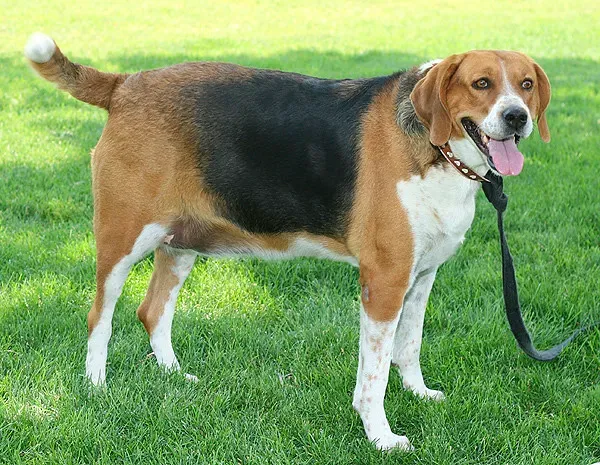 Conclusion: The Light at the End of the Tunnel (Image Credits: Flickr)