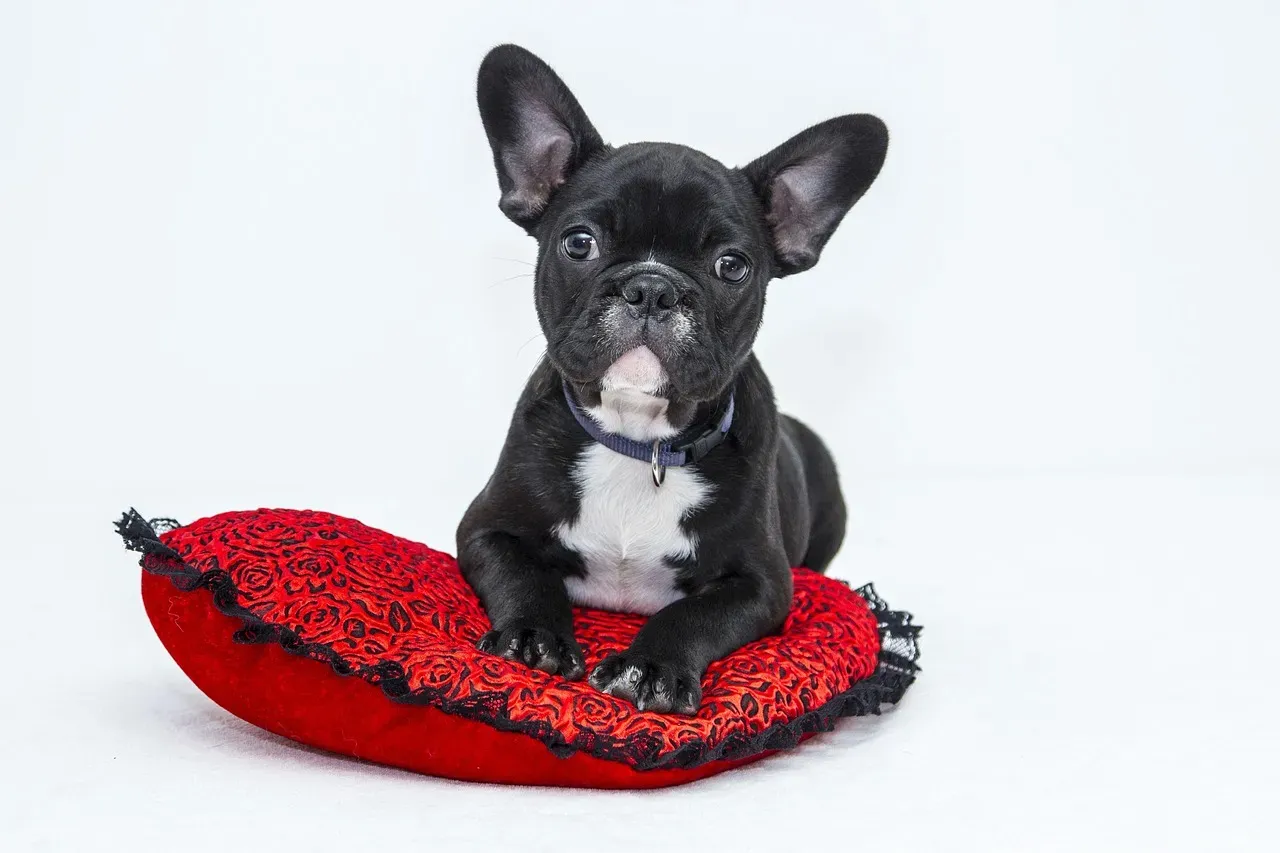 Conclusion: The Stars Know a Good Dog When They See One (Image Credits: Pixabay)