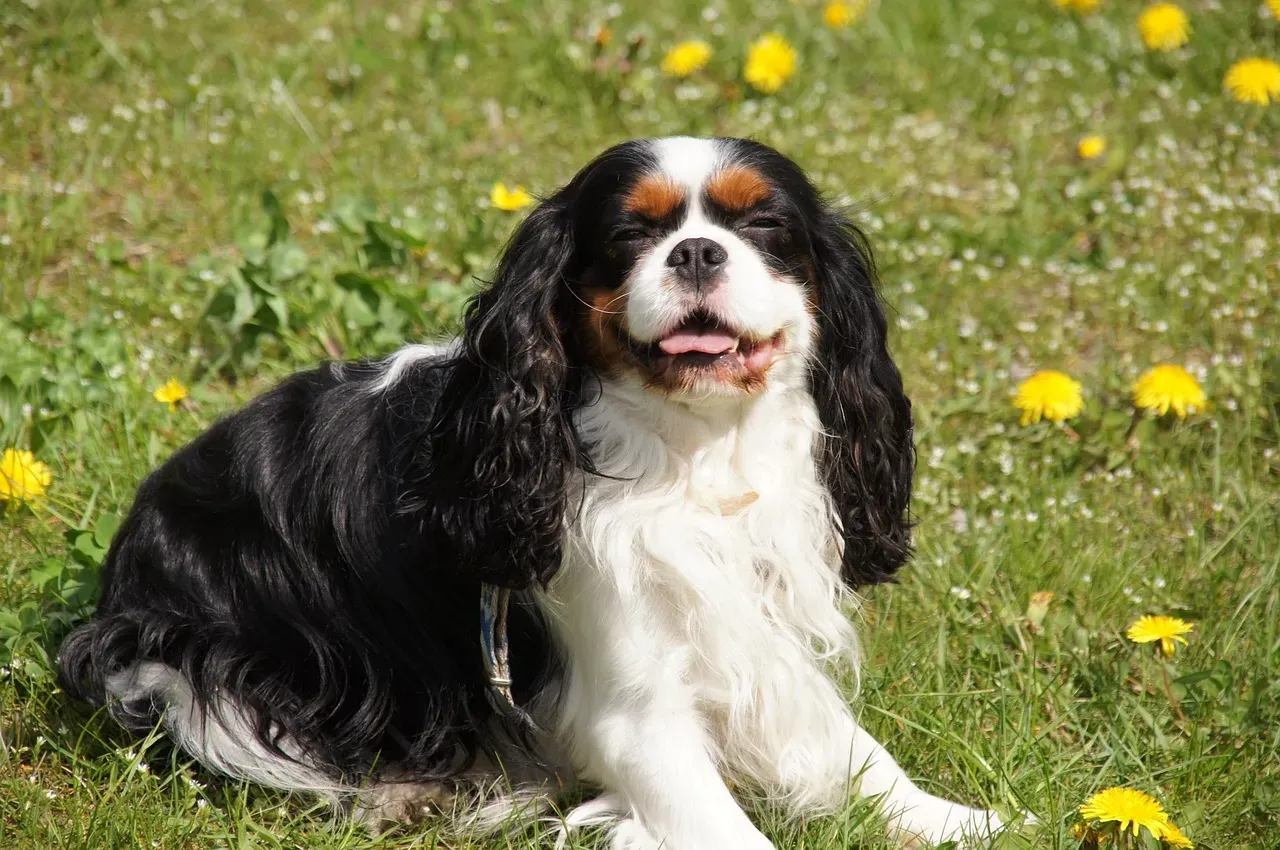 The Cavalier King Charles Spaniel: Small Size, Giant Heart (Image Credits: Pixabay)