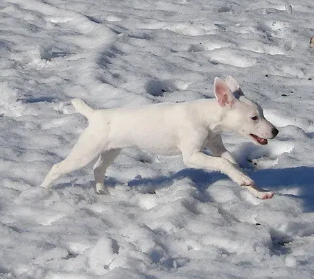 The Terrier Factor: Prey Drive and Quick Reflexes (Image Credits: Flickr)