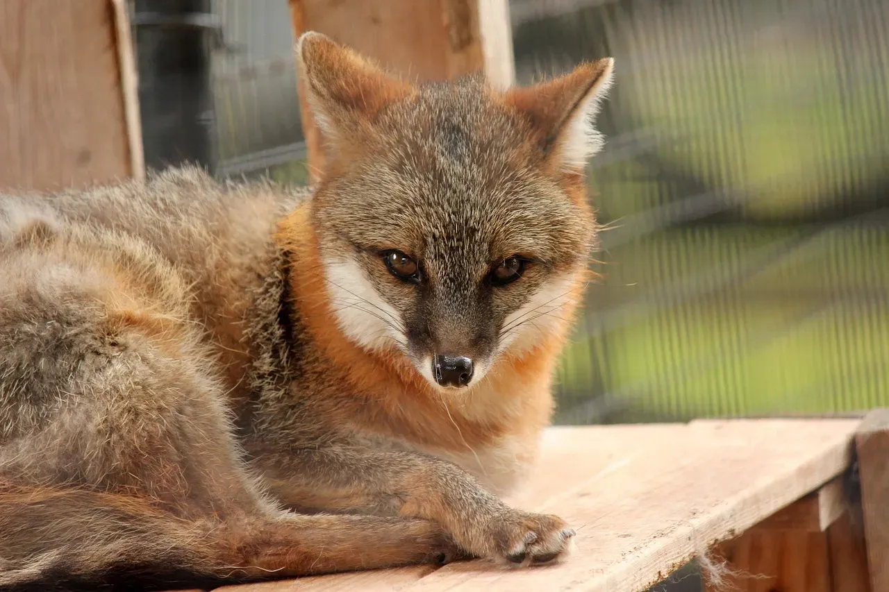 Taurus and the Gray Fox (Image Credits: Pixabay)