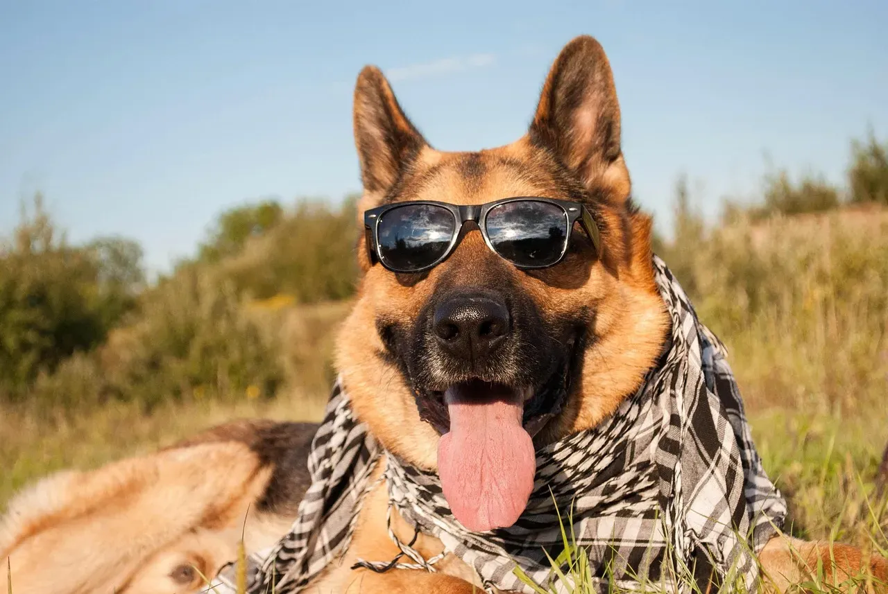 German Shepherd: The Ultimate Shadow Protector (Image Credits: Pixabay)
