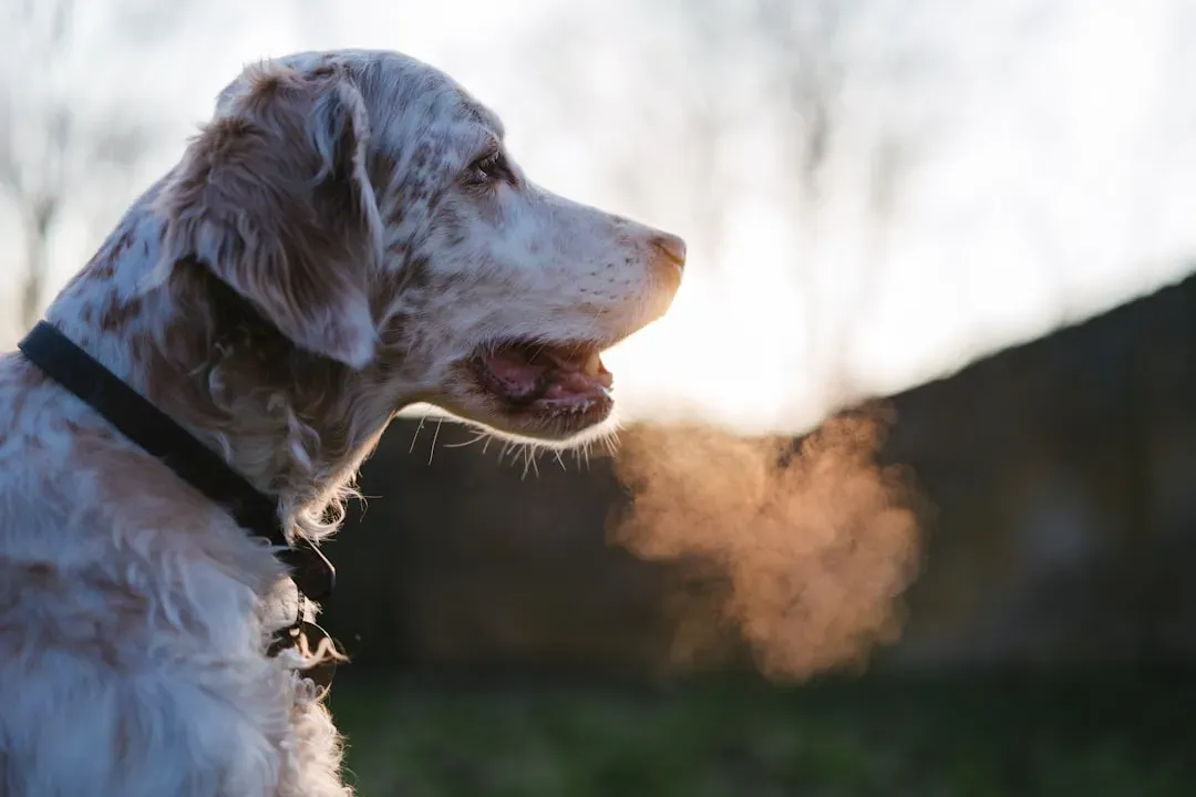 Exposing Your Dog to Secondhand Smoke (Image Credits: Unsplash)