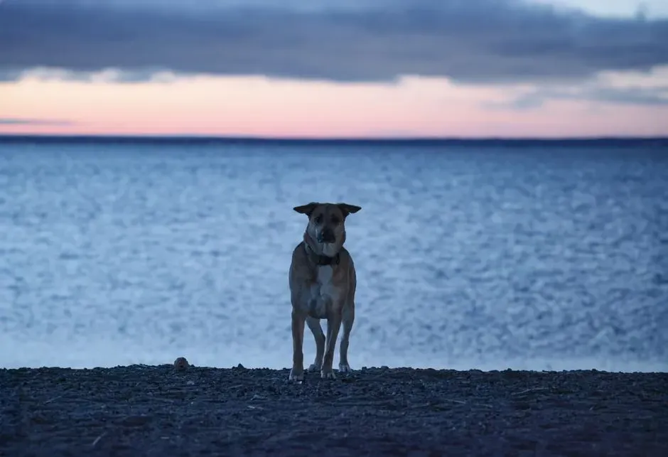 #3 Natural Crepuscular Tendencies (More Active at Dawn and Dusk) (Image Credits: Pexels)