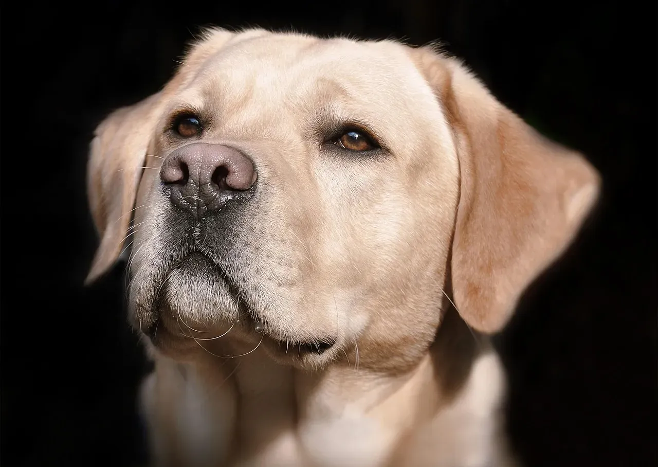 #10 - They Still Have A Recognizable "Spark" In Their Eyes (Image Credits: Pixabay)