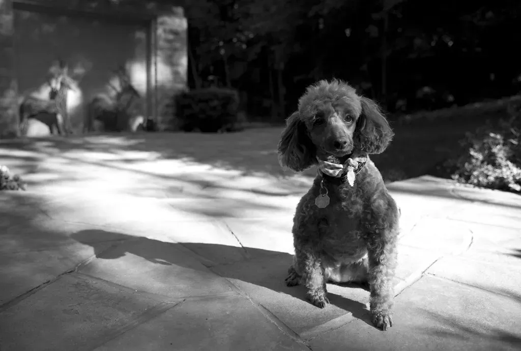 3. Responding to Noises and Nighttime Activity (kcnickerson, Flickr, CC BY 2.0)