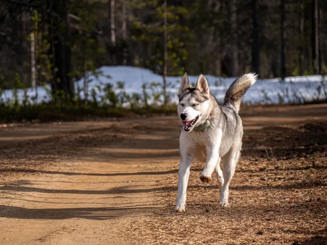 5. Siberian Husky: Brilliant, Energetic, and Wildly Independent (Image Credits: Unsplash)