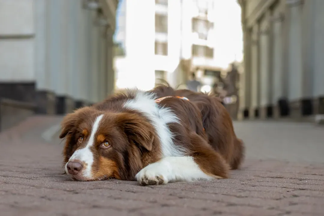 #9 Australian Shepherd - High Sensitivity, High Need (Image Credits: Unsplash)