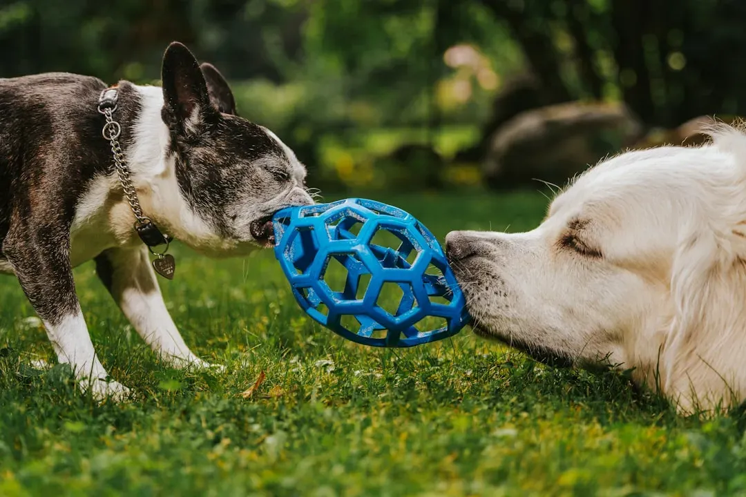 4. Bringing You Their Favorite Toy (Image Credits: Unsplash)