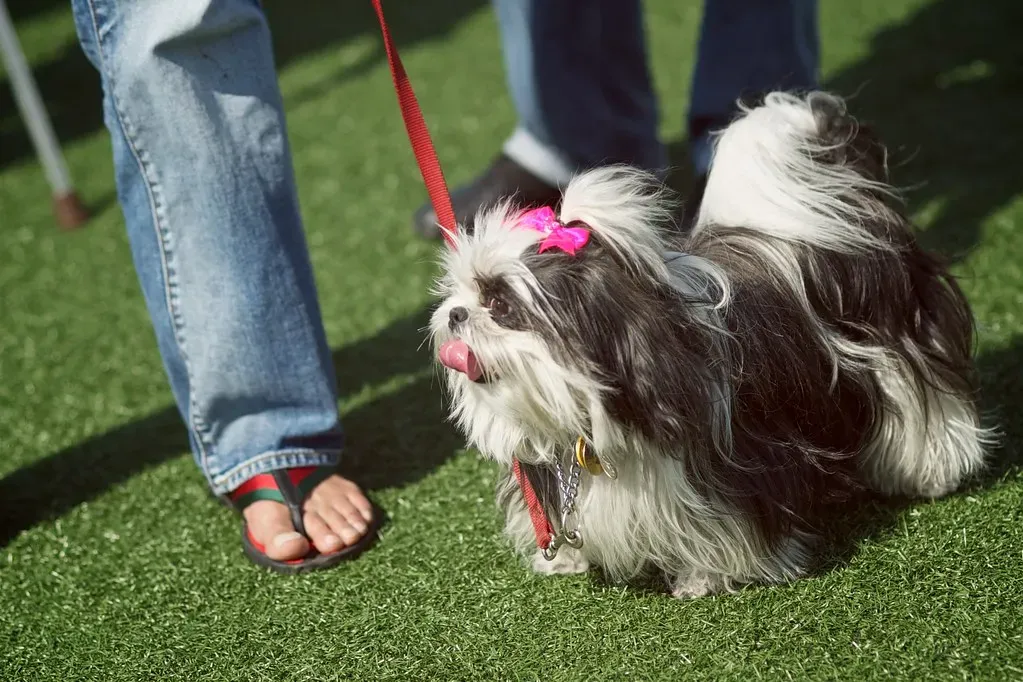 8. Shih Tzu - The Easygoing Hotel Guest (DaveFayram, Flickr, CC BY 2.0)