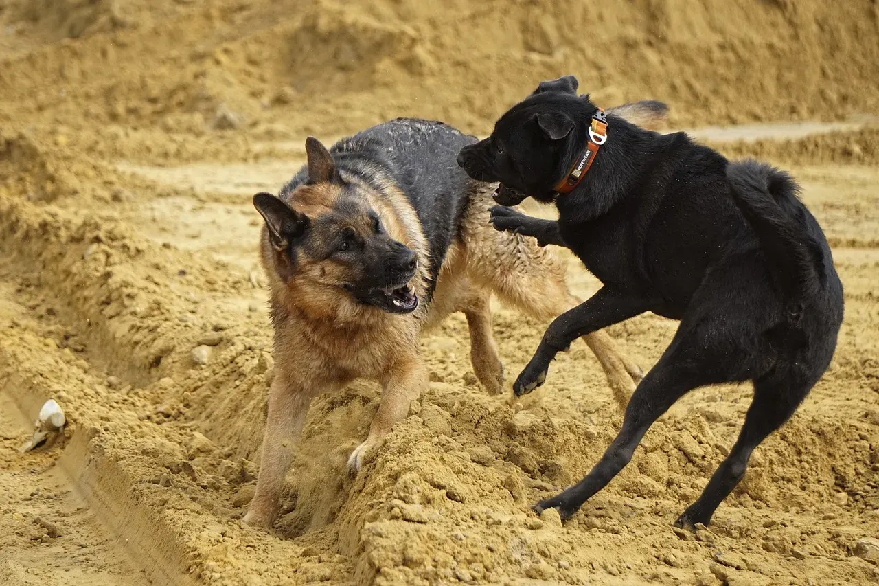 Conclusion: A Sharper Mind Means a Happier Dog (Image Credits: Pixabay)