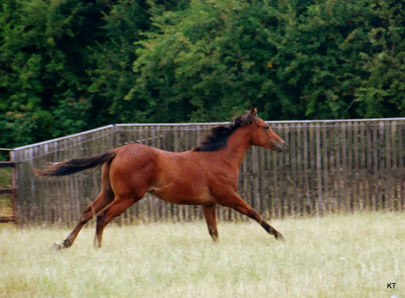 #9. Sagittarius (November 22 – December 21): The Thoroughbred (Yearling colt, CC BY-SA 2.0)