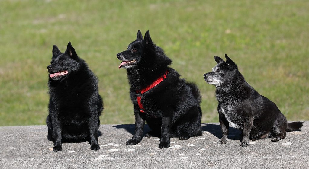 10. Schipperke: The Little Black Devil (Image Credits: Flickr)
